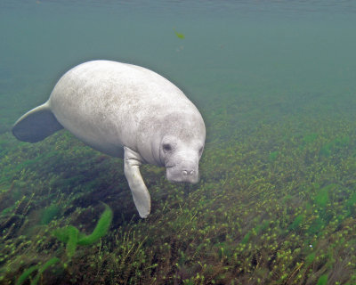 Wakulla Manatee 12-07 4A.jpg