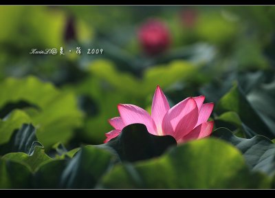 Lotus2009_02.jpg