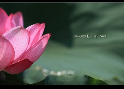 Lotus2009_03.jpg