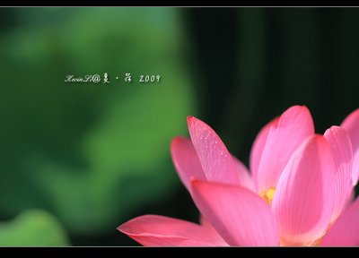 Lotus2009_06.jpg