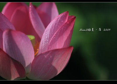 Lotus2009_07.jpg