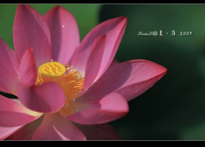 Lotus2009_09.jpg