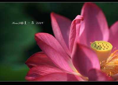 Lotus2009_10.jpg