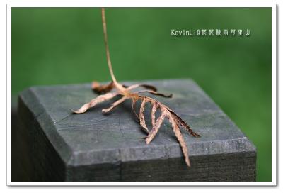 g3/43/615743/3/52655805.Alishan_PhotoAlishan_09.jpg