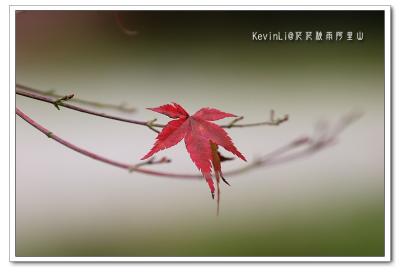g3/43/615743/3/52655815.Alishan_PhotoAlishan_19.jpg