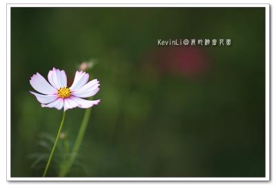 Flower_01.jpg