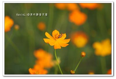 Flower_05.jpg