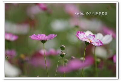 Flower_08.jpg