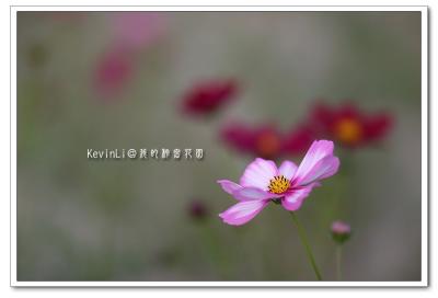Flower_12.jpg