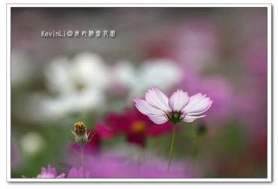 Flower_15.jpg