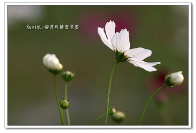 g3/43/615743/3/52694127.Cosmos_PhotoFlower_16.jpg