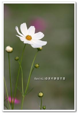 Flower_17.jpg