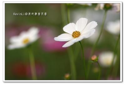 Flower_18.jpg