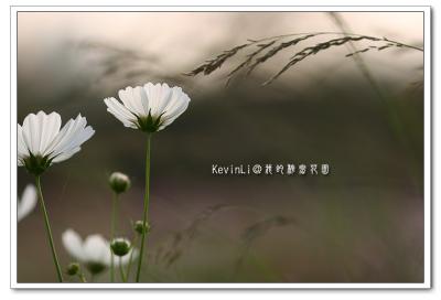 g3/43/615743/3/52694132.Cosmos_PhotoFlower_21.jpg