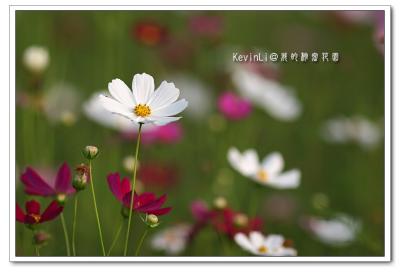 Flower_22.jpg