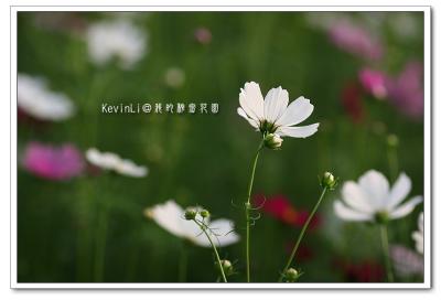 Flower_26.jpg