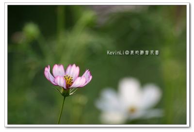 Flower_27.jpg