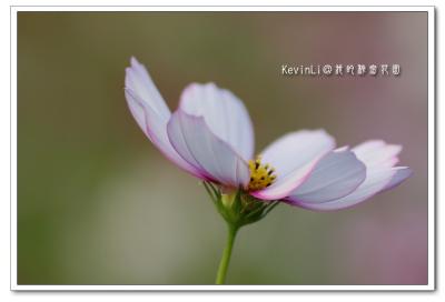 Flower_28.jpg