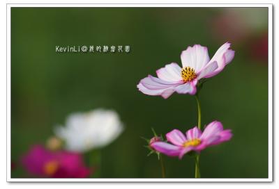 Flower_29.jpg