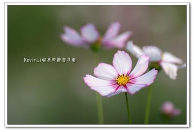 Flower_31.jpg