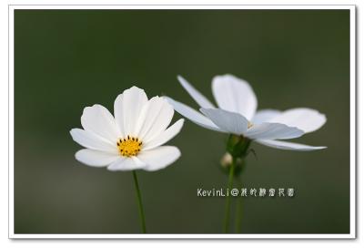 Flower_32.jpg