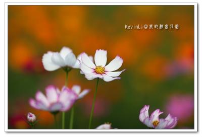 Flower_33.jpg