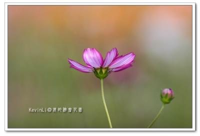 Flower_34.jpg