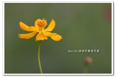 Flower_37.jpg
