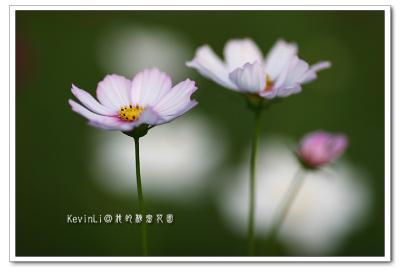 Flower_43.jpg