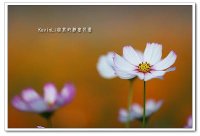 Flower_44.jpg