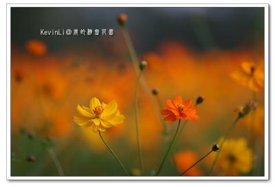 Flower_46.jpg
