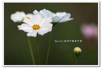 Flower_51.jpg