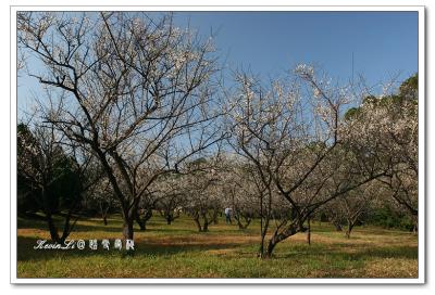 g3/43/615743/3/54918453.plumblossom_Photo_20060114plum_blossom_01.jpg