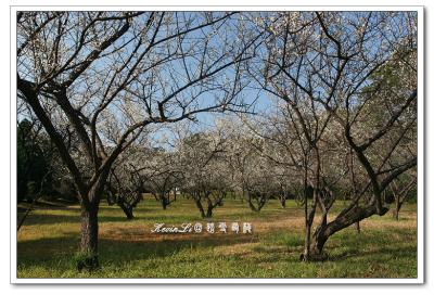 g3/43/615743/3/54918454.plumblossom_Photo_20060114plum_blossom_02.jpg