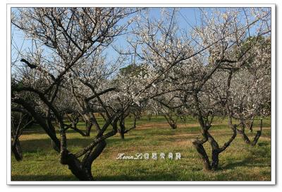 g3/43/615743/3/54918455.plumblossom_Photo_20060114plum_blossom_03.jpg