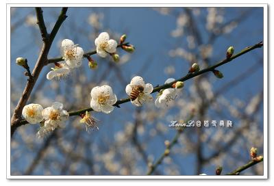 g3/43/615743/3/54918456.plumblossom_Photo_20060114plum_blossom_04.jpg