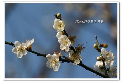 g3/43/615743/3/54918457.plumblossom_Photo_20060114plum_blossom_05.jpg