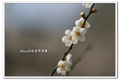 g3/43/615743/3/54918460.plumblossom_Photo_20060114plum_blossom_08.jpg