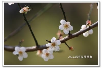 g3/43/615743/3/54918461.plumblossom_Photo_20060114plum_blossom_09.jpg