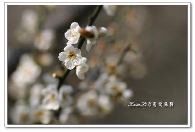 g3/43/615743/3/54918462.plumblossom_Photo_20060114plum_blossom_10.jpg