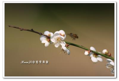 g3/43/615743/3/54918463.plumblossom_Photo_20060114plum_blossom_11.jpg