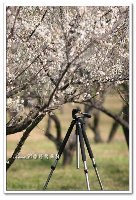 g3/43/615743/3/54918464.plumblossom_Photo_20060114plum_blossom_12.jpg
