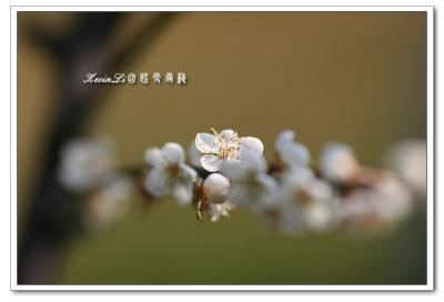 g3/43/615743/3/54918465.plumblossom_Photo_20060114plum_blossom_13.jpg