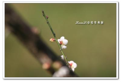 g3/43/615743/3/54918466.plumblossom_Photo_20060114plum_blossom_14.jpg