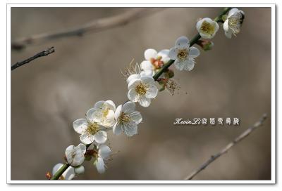 g3/43/615743/3/54918467.plumblossom_Photo_20060114plum_blossom_15.jpg