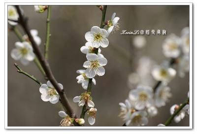 g3/43/615743/3/54918468.plumblossom_Photo_20060114plum_blossom_16.jpg
