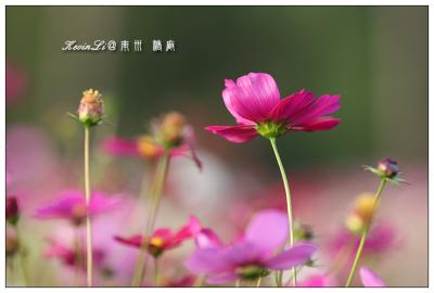 g3/43/615743/3/56244198.TaiDong_PhotoTaiDong_06.jpg