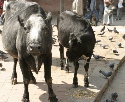 All cows are sacred in Nepal. These are roaming Durbar Square.