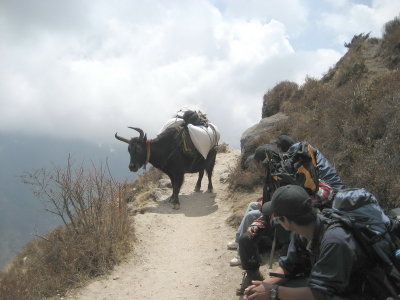Yak on the trail north of Namche