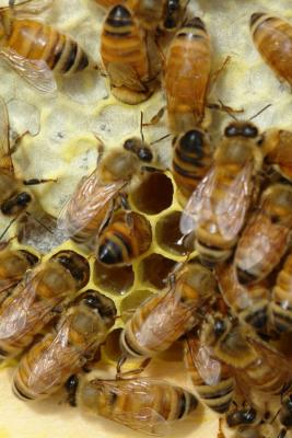 Buried Honey Bee